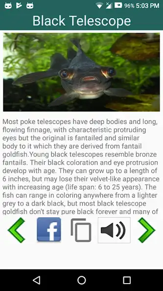 Play Amazing Goldfish as an online game online Amazing Goldfish with UptoPlay Play Amazing Goldfish as an online game Amazing Goldfish with UptoPlay