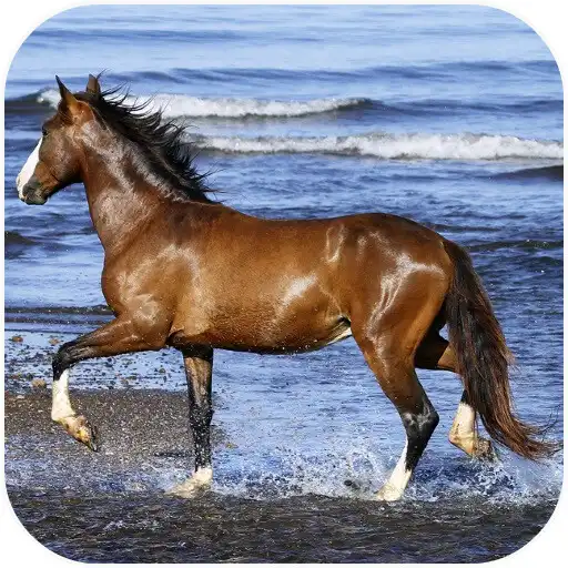 Play Amazing horses Video LWP APK Play Amazing horses Video LWP APK