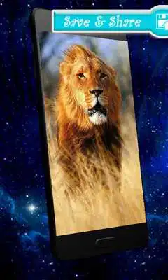 Play Amazing Lions HD Wallpapers