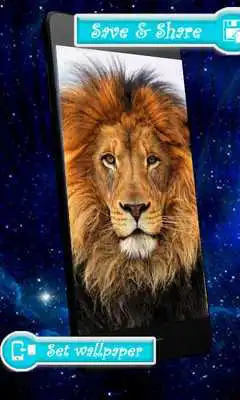 Play Amazing Lions HD Wallpapers