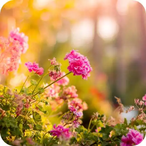 Play Amazing Plants and Gardens APK