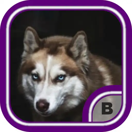 Play Amazing Wolf Wallpapers 4K APK Play Amazing Wolf Wallpapers 4K APK