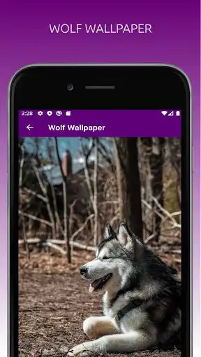 Play Amazing Wolf Wallpapers 4K as an online game Amazing Wolf Wallpapers 4K with UptoPlay