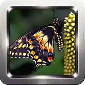 Free play online Amazon Butterfly Wallpapers APK Free play online Amazon Butterfly Wallpapers APK