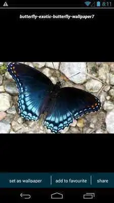Play Amazon Butterfly Wallpapers