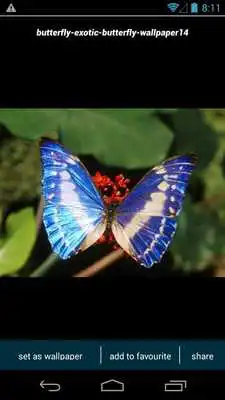 Play Amazon Butterfly Wallpapers