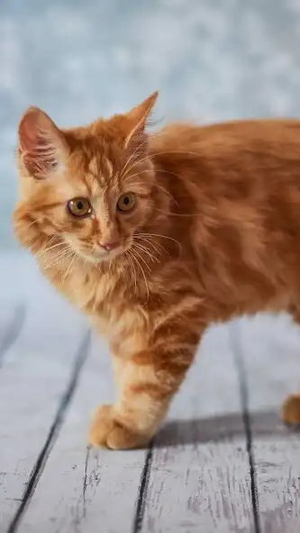 Play American Bobtail Wallpaper as an online game American Bobtail Wallpaper with UptoPlay