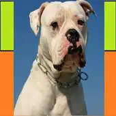 Free play online American Bulldog Puzzles APK