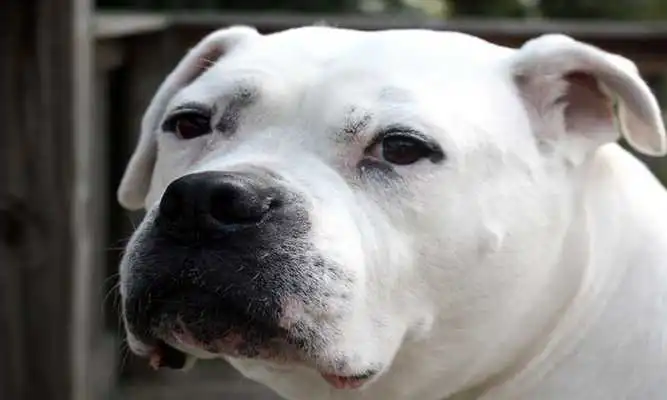 Play American Bulldog Puzzles Play American Bulldog Puzzles