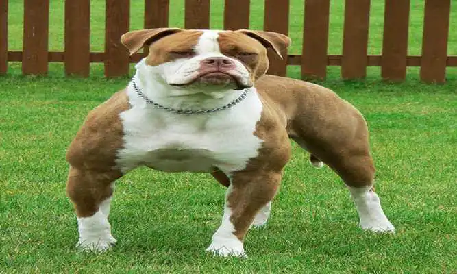 Play American Bulldog Puzzles Play American Bulldog Puzzles