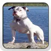 Free play online American Bulldog Theme - Nova APK Free play online American Bulldog Theme - Nova APK