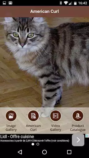 Play American Curl Cat