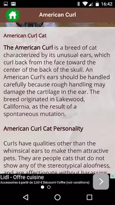 Play American Curl Cat