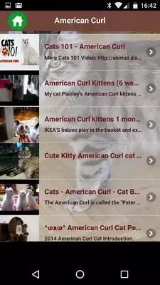 Play American Curl Cat