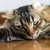 Free play online American Curls Jigsaw Puzzles APK