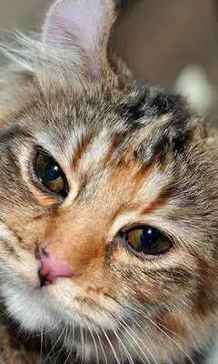 Play American Curls Jigsaw Puzzles