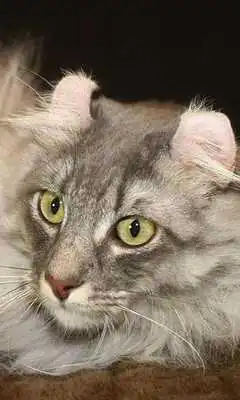 Play American Curls Jigsaw Puzzles