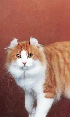 Play American Curls Jigsaw Puzzles