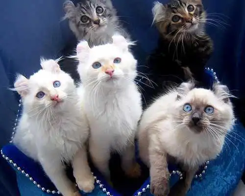 Play American Curls Jigsaw Puzzles