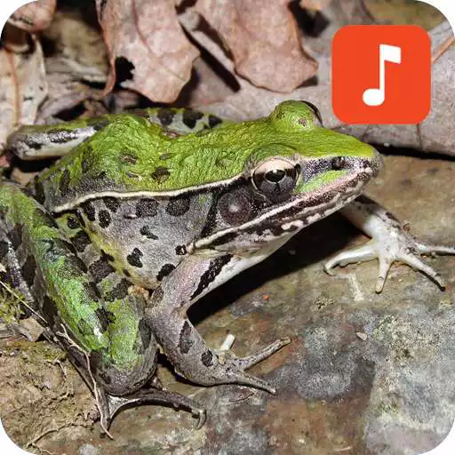 Play American Frog Sounds APK Play American Frog Sounds APK