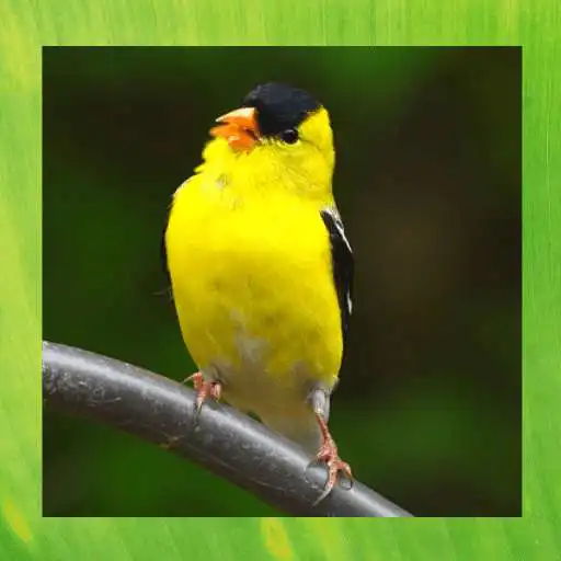 Play American Goldfinch Pictures APK