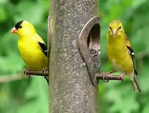Play American Goldfinch Pictures  and enjoy American Goldfinch Pictures with UptoPlay