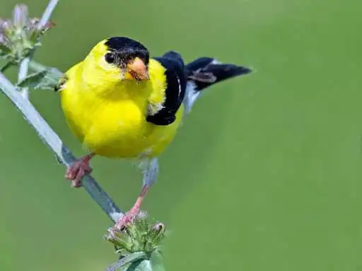 Play American Goldfinch Pictures as an online game American Goldfinch Pictures with UptoPlay