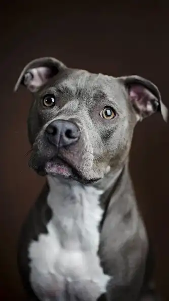 Play American Pitbull Wallpapers and enjoy American Pitbull Wallpapers with UptoPlay Play American Pitbull Wallpapers and enjoy American Pitbull Wallpapers with UptoPlay