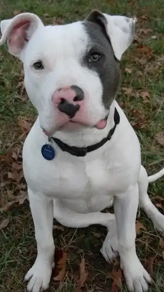 Play American Pitbull Wallpapers as an online game online American Pitbull Wallpapers with UptoPlay Play American Pitbull Wallpapers as an online game American Pitbull Wallpapers with UptoPlay