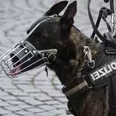 Free play online American Police Dog APK Free play online American Police Dog APK