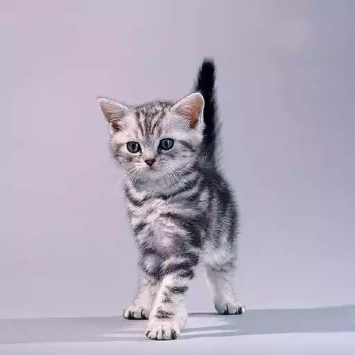 Play American Shorthair Wallpapers APK Play American Shorthair Wallpapers APK