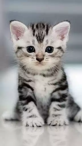 Play American Shorthair Wallpapers  and enjoy American Shorthair Wallpapers with UptoPlay