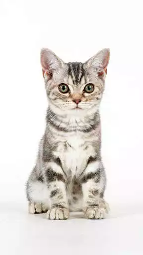 Play American Shorthair Wallpapers as an online game American Shorthair Wallpapers with UptoPlay