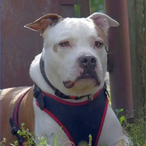 Free play online American Staffordshire Terrier APK Free play online American Staffordshire Terrier APK
