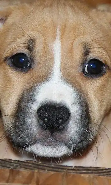 Play American Staffordshire Terrier