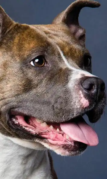 Play American Staffordshire Terrier