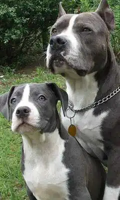 Play American Staffordshire Terrier