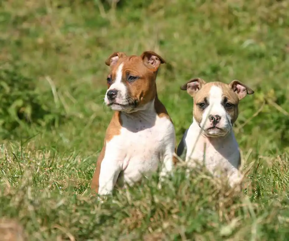 Play American Staffordshire Terrier