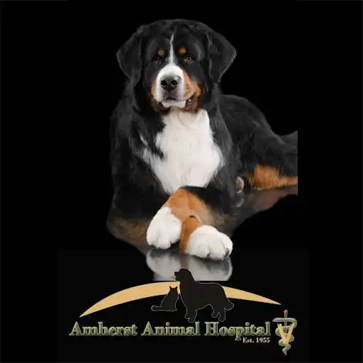 Free play online Amherst Animal Hospital APK