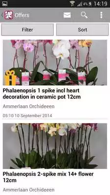 Play Ammerlaan Orchids