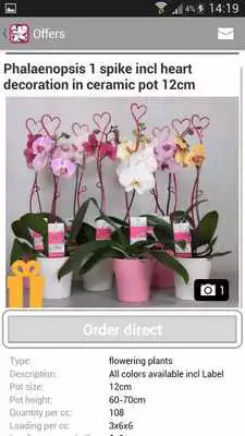 Play Ammerlaan Orchids