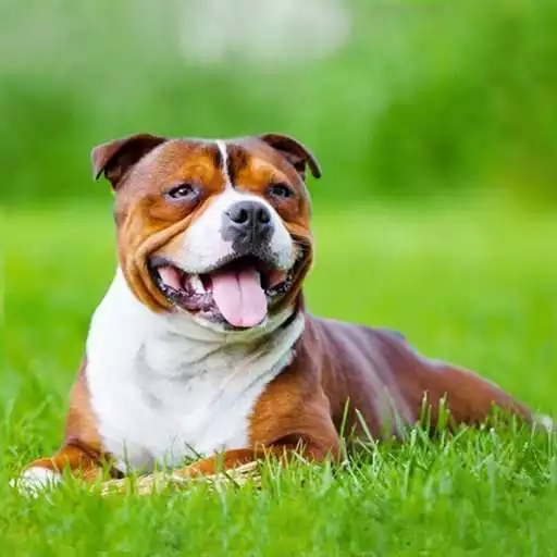 Play AmStaffs Dog Simulator APK Play AmStaffs Dog Simulator APK