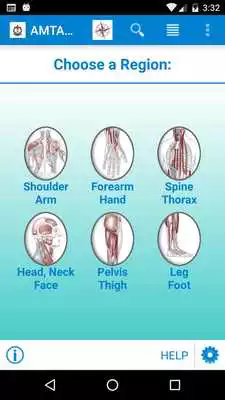 Play AMTA Anatomy