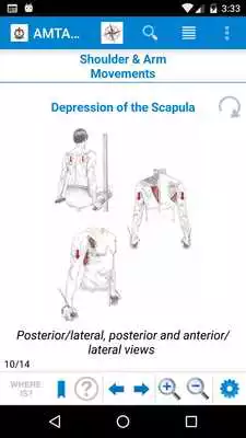 Play AMTA Anatomy