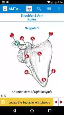 Play AMTA Anatomy