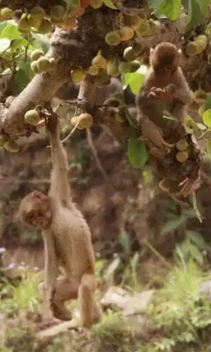 Play Amusing monkeys