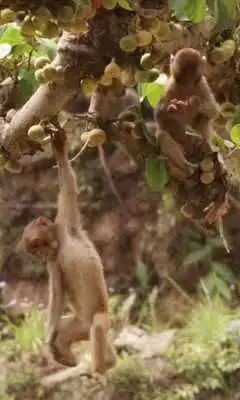 Play Amusing monkeys