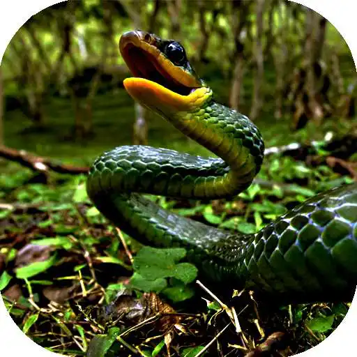 Free play online Anaconda Snake Slither APK Free play online Anaconda Snake Slither APK