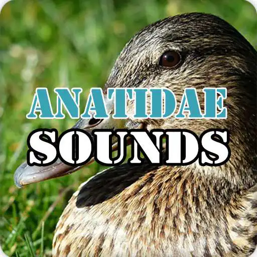 Play Anatidae Duck Sounds Audio Ringtone APK Play Anatidae Duck Sounds Audio Ringtone APK
