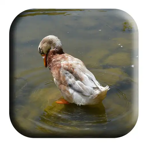 Play Anatidae Sounds APK Play Anatidae Sounds APK